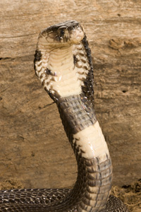 cobra